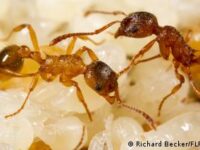 Hormigas practican amputaciones exitosas de acuerdo a estudio