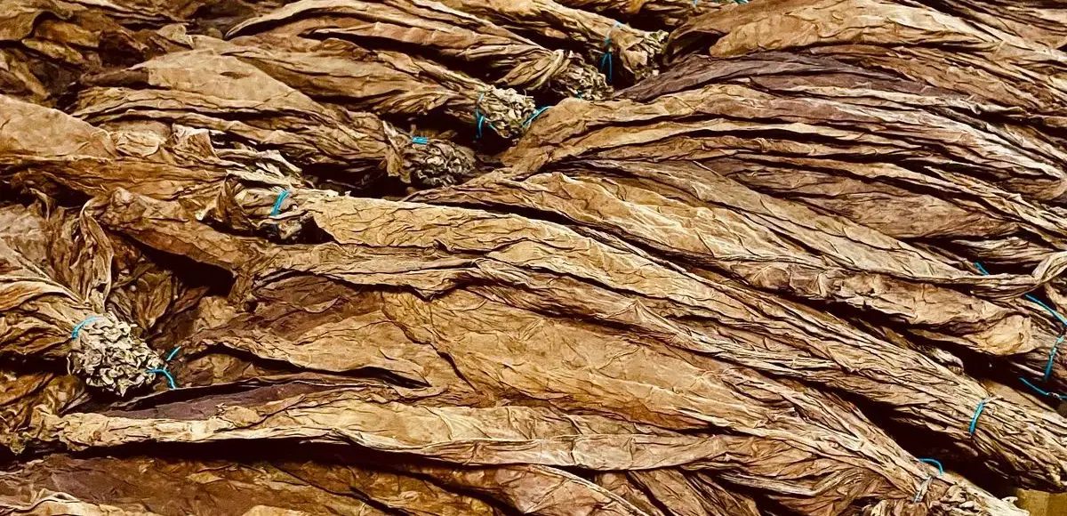 Empresa Hondureña de Tabaco comprará 30% materia prima a RD