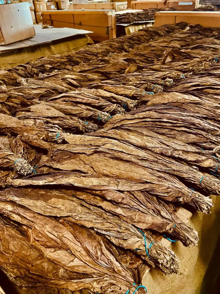 Empresa Hondureña de Tabaco comprará 30% materia prima a RD