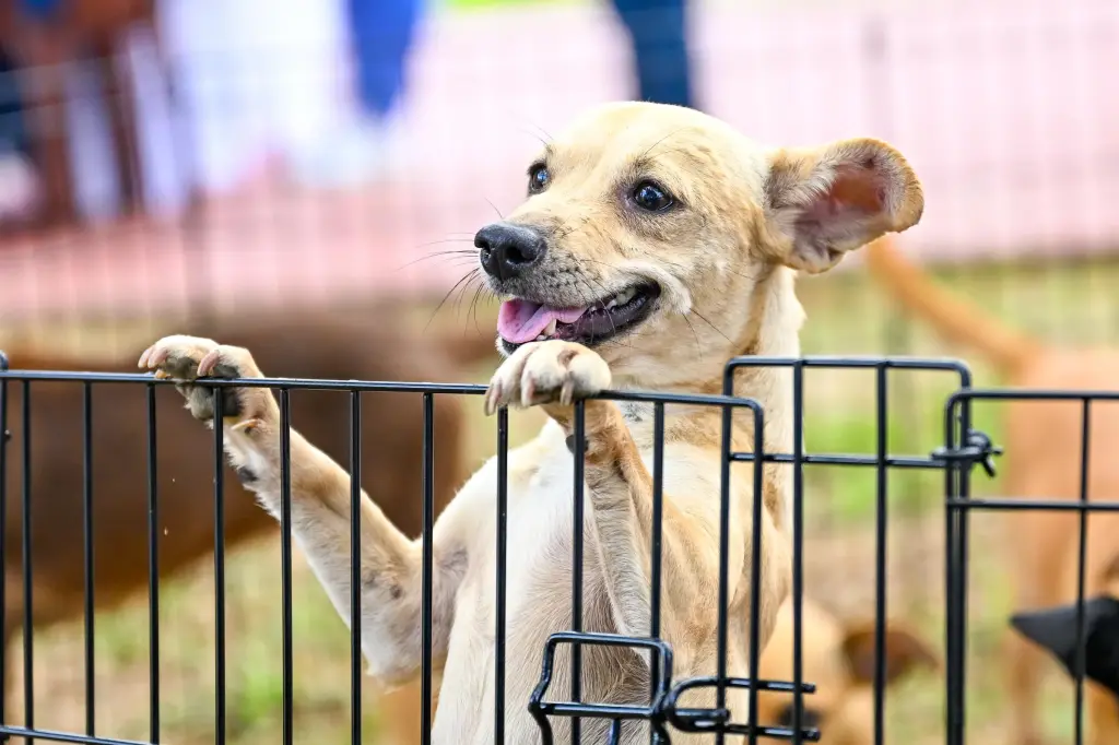 Alcaldía de Santiago realiza 2da. Feria de Adopción de Perritos