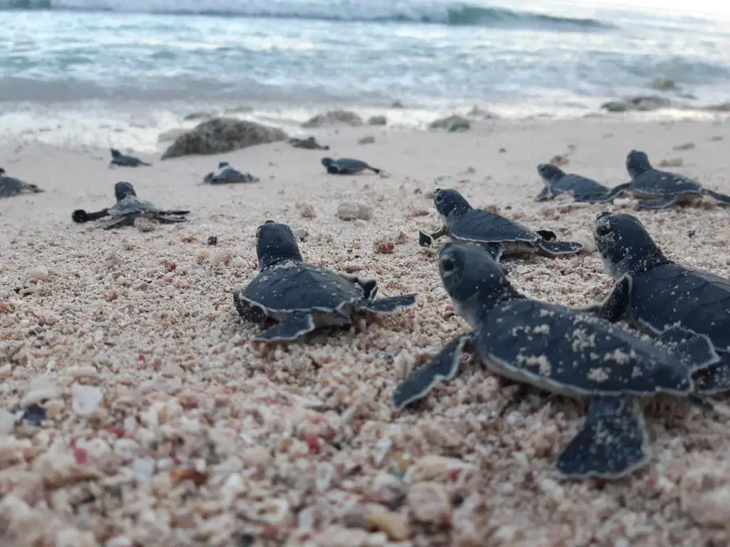 Fundación Eco-Bahía protegió más de 100.000 crías de tortugas marinas en 2024