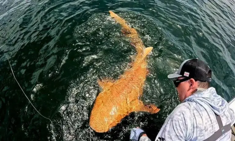 Registran el primer tiburón nodriza naranja del mundo