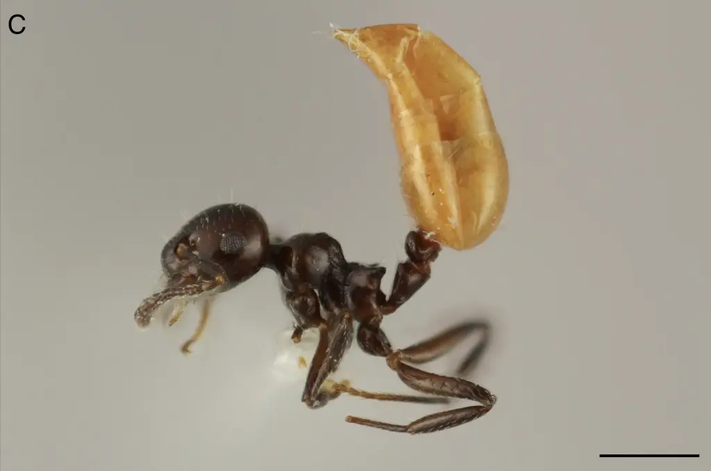 Describen una nueva especie de hormiga única del Caribe
