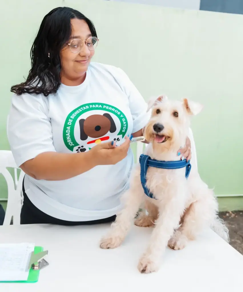 Alcaldía del Distrito Nacional continúa jornadas de esterilización y vacunación para perros y gatos