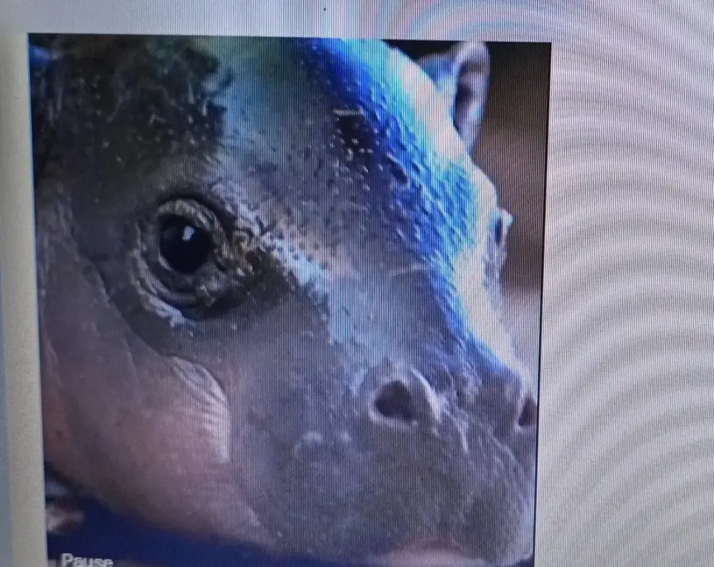 Nace hipopótamo pigmeo en zoológico de Arizona
