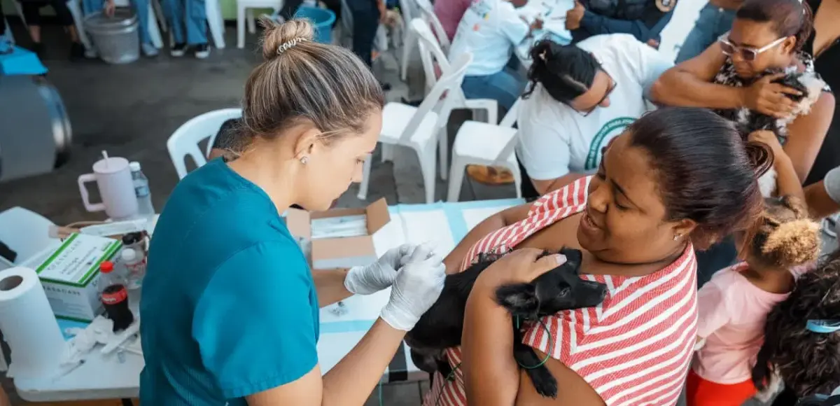 Alcaldía del Distrito Nacional esteriliza a 100 perros y gatos durante jornada de bienestar animal