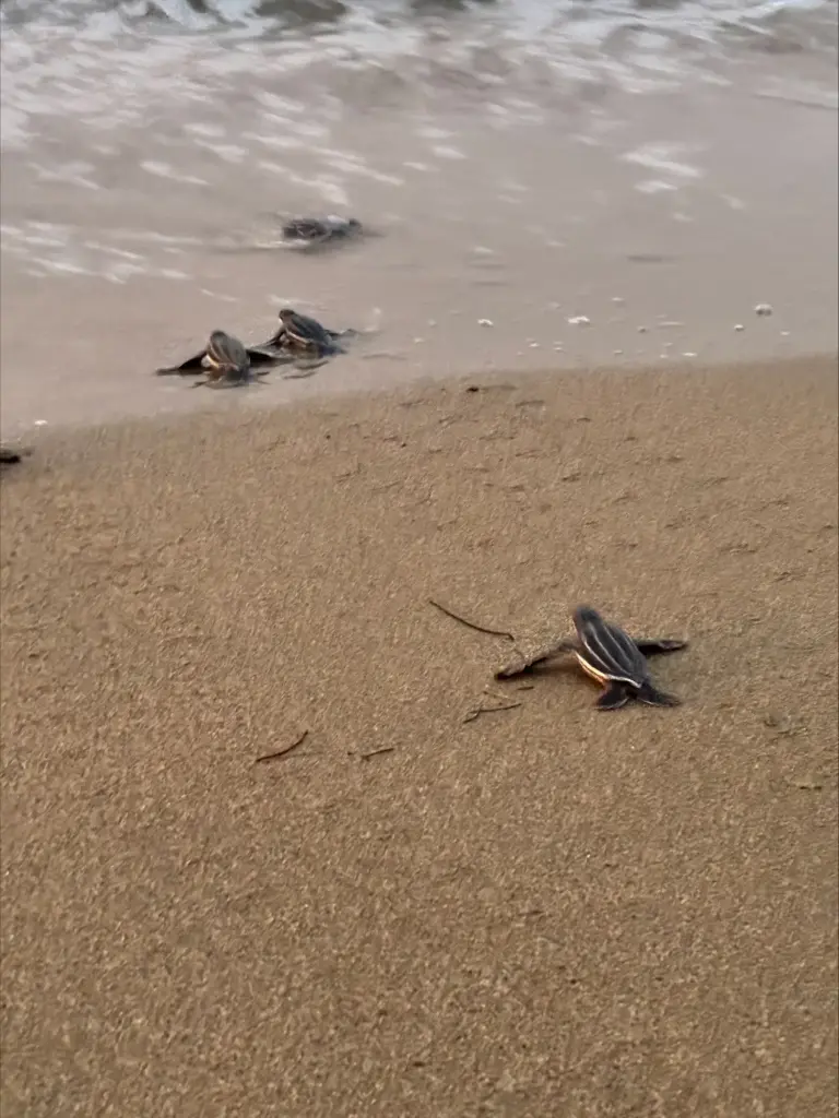 Una de cada mil crías de tortuga logra sobrevivir