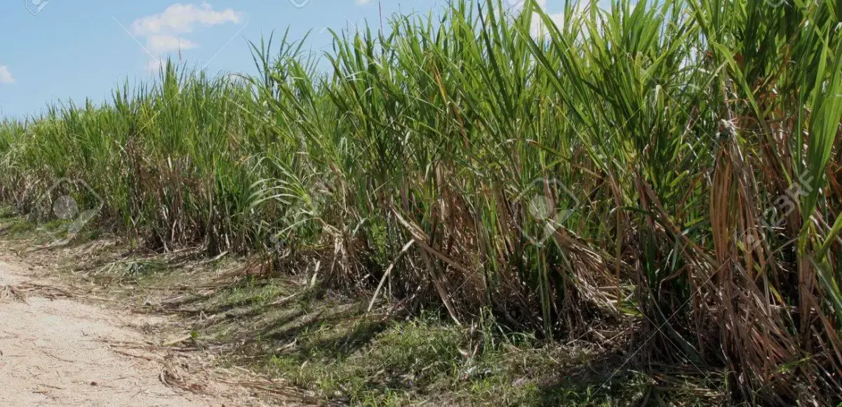 El Consorcio Azucarero Central Barahona define como una bendición irrigación de la caña por goteo