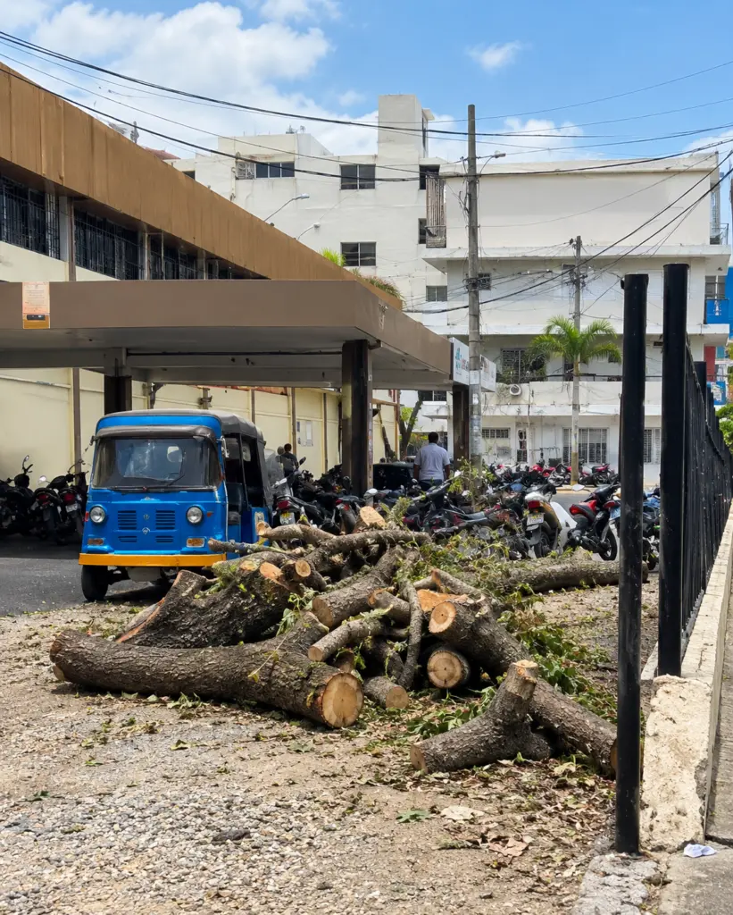 Corte de árboles en Baní muestran una falta de conciencia que es más que un crimen